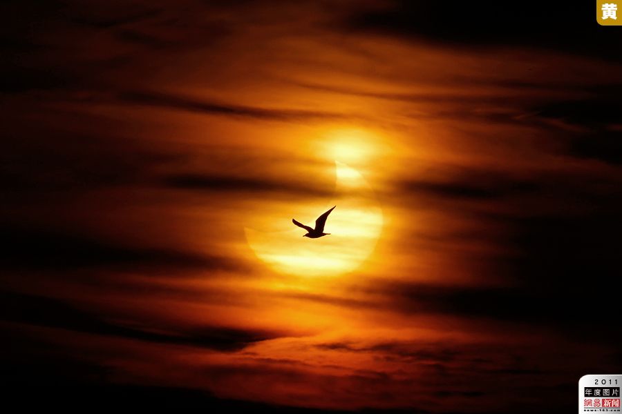 2011年1月4日，西班牙马拉加，一只海鸟从发生日偏食的太阳前飞过。2011年的首次日偏食.jpg